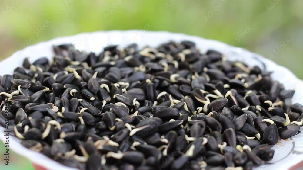 Sprouting sunflower's seeds. Healthy Vegetarian Food concept Sprouting sunflower's seeds. Healthy Vegetarian Food concept
