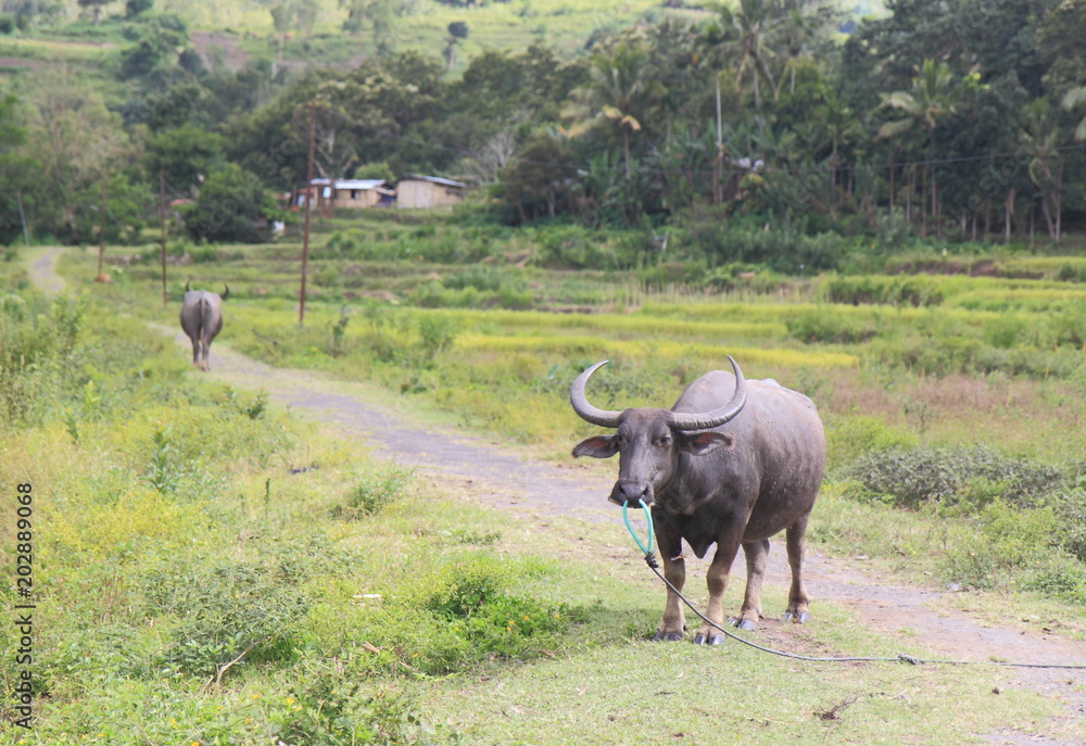 Buffalo in Moni village Flores Indonesia Buffalo in Moni village Flores Indonesia