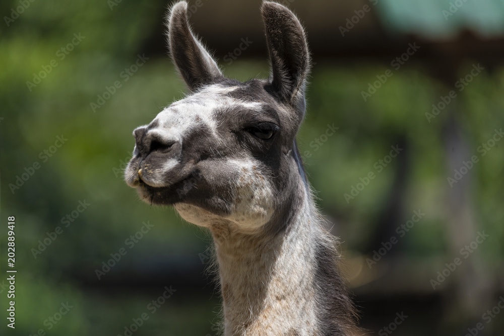 Obraz premium a few Llamas resting on the sun