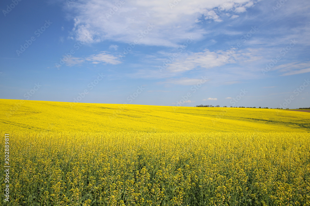 Rape is a yellow-coloured plant which produces oil . Rape is a yellow-coloured plant which produces oil .