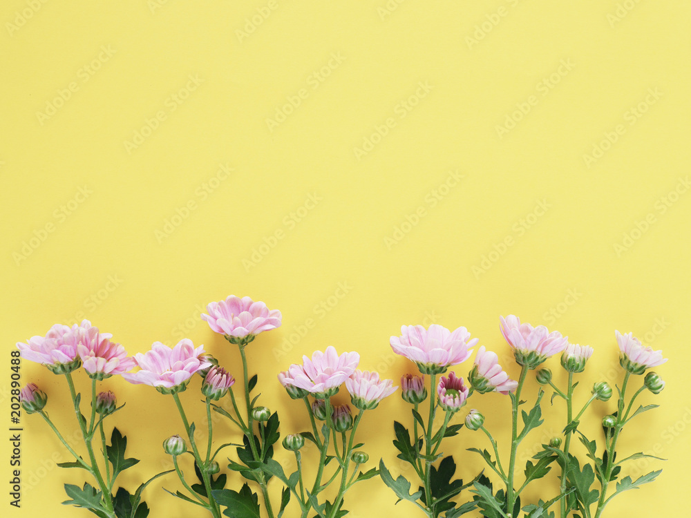 Composition of pink chrysanthemum flowers on a yellow background, top view, creative flat layout. 