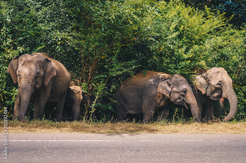 Elefanten verstecken sich am Straßenrand
