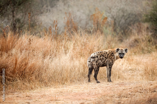 Obraz na płótnie African Spotted Hyena on a South African Safari
