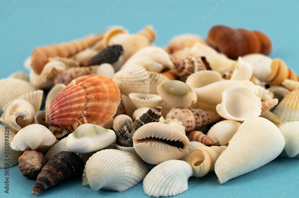 Many different small sea shells on a blue background.
