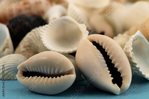 Two empty shells from sea shellfish with outgrowths in the form of teeth.