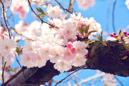 Frühling - Japanische Kirsc...