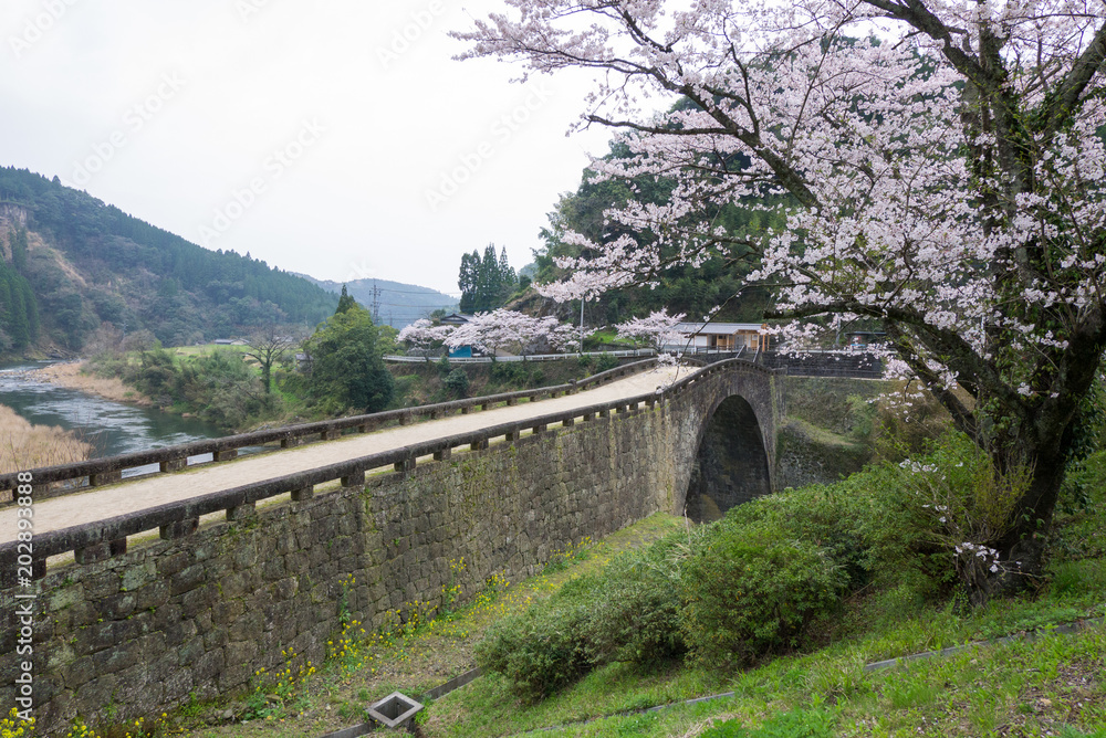 霊台橋と満開の桜（熊本県美里町）