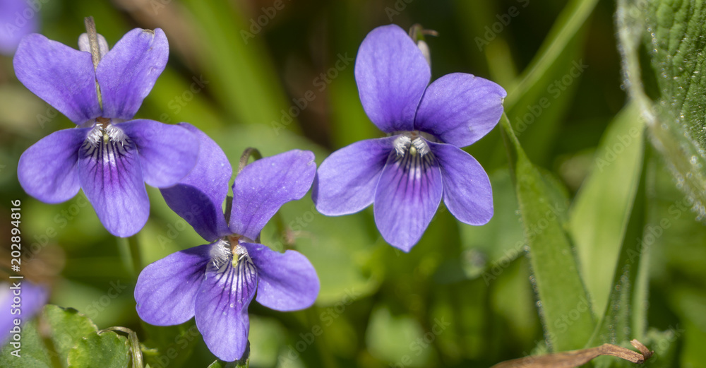 Obraz premium Veilchen - Viola, Blüten-Makro
