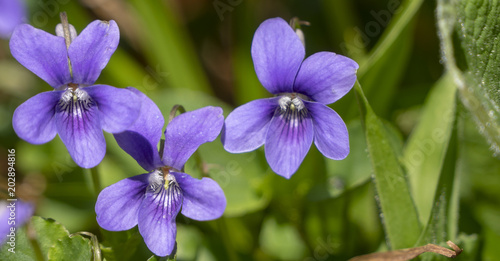 Veilchen - Viola, Blüten-Makro