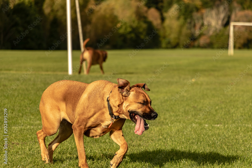 Two Rhodesian Ridgeback Dogs Running On Field Two Rhodesian Ridgeback Dogs Running On Field
