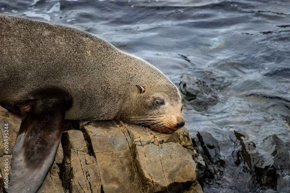 Naklejka premium Crying Seal On Rock 