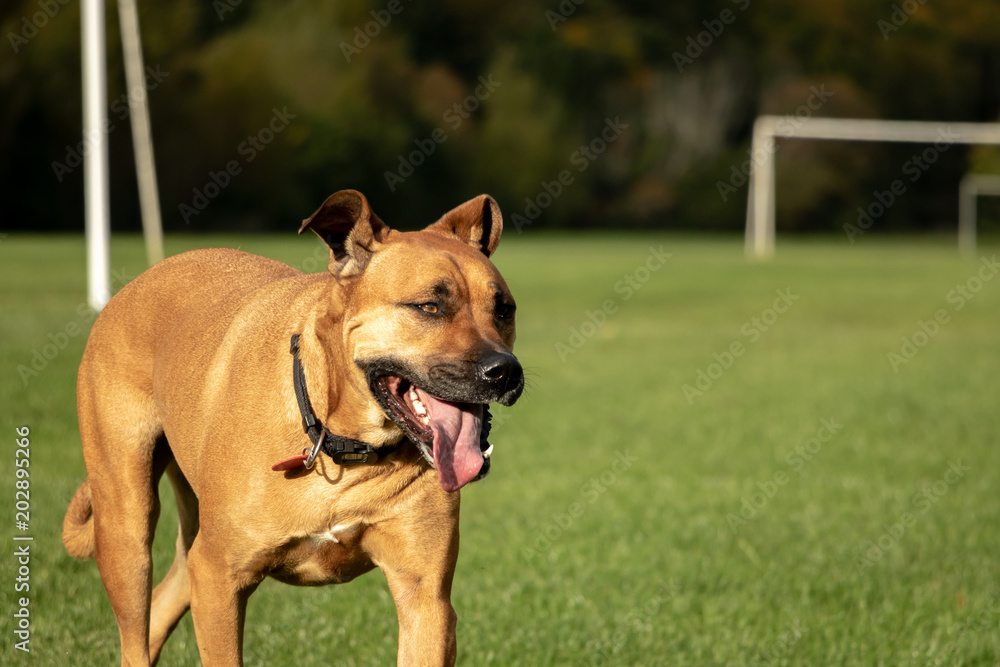 Dog Panting After Run 
