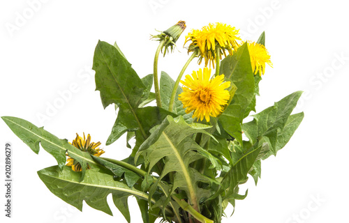 Fototapeta Naklejka Na Ścianę i Meble -  dandelion with leaves isolated