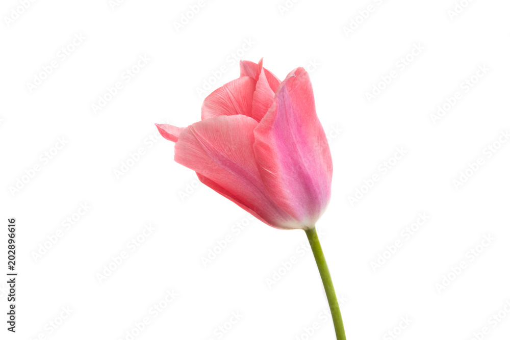 pink tulip isolated pink tulip isolated