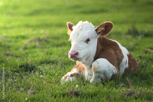 Fototapete Brown white calf on the floral pasture