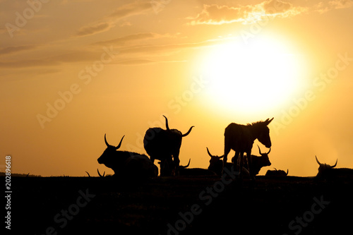 Silhouettes of long horn cows and donkey