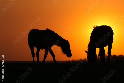 Silhouette of donkey and horse on sunset