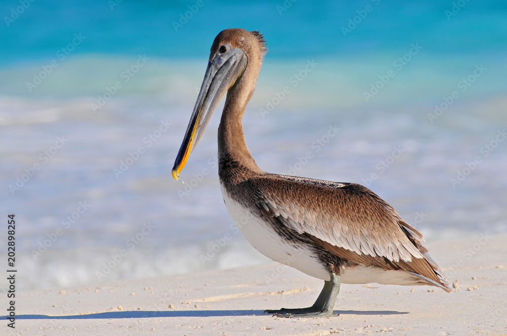Ταπετσαρία Brown pelican (Pelecanus occidentalis) Tulum beach, Mexico.