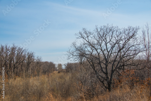 Spring forest landscape with trees and blue sky