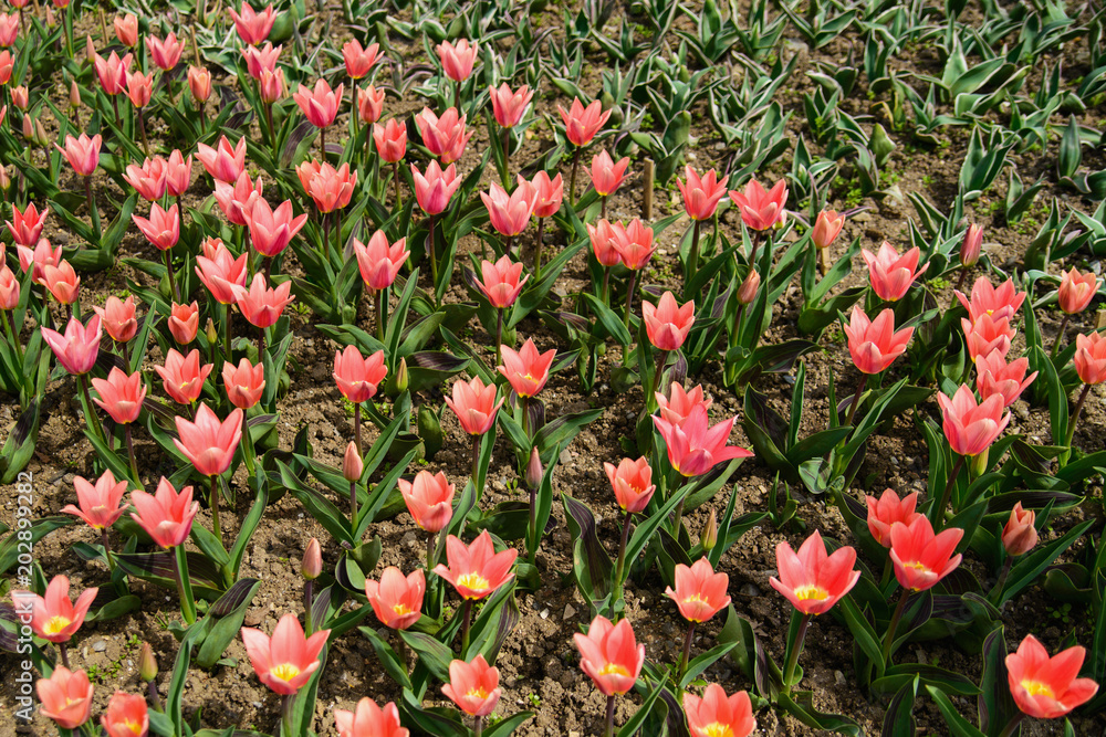Pink decorative tulips in the park