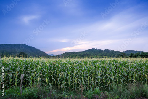 Corn field in the morning, sky with beautiful sky