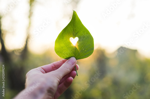 Green leaf with cut heart in a hand