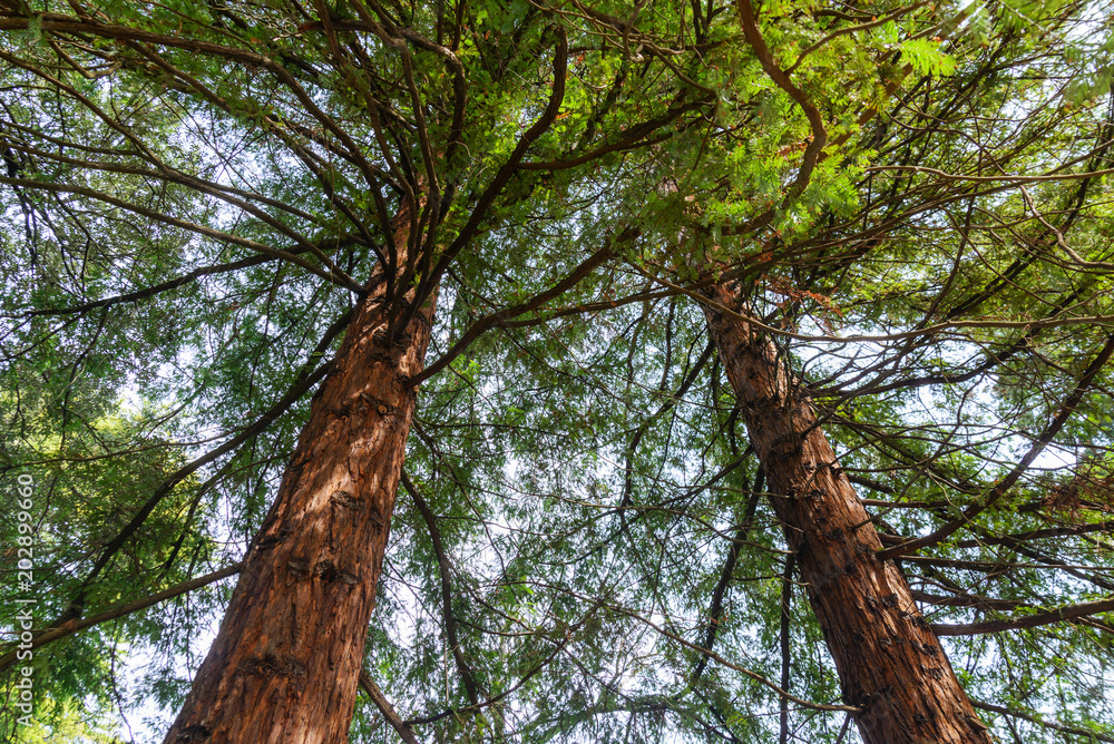 Fototapeta premium Two sequoia on the background of blue sky
