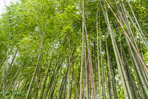 Juicy green young bamboo thickets
