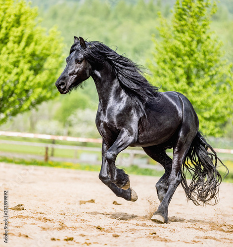 black friesian stallion runs gallop in sunny day