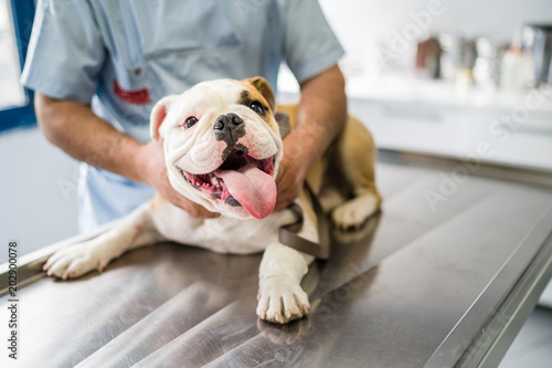 Cute dog on operating table in hands of vet photo