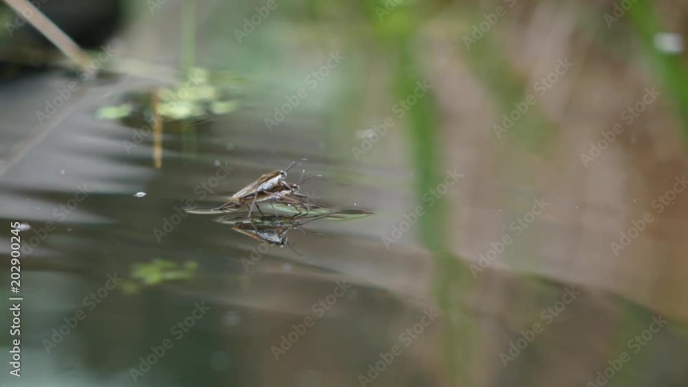 Skating insects mating on pond Skating insects mating on pond