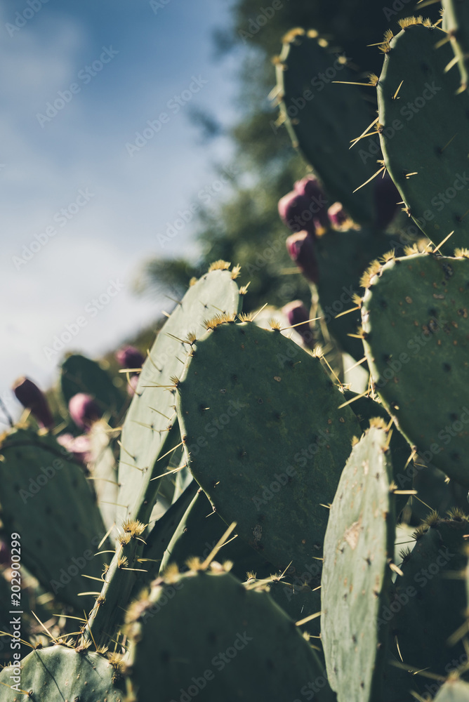 Thickets of eared cacti in the garden Thickets of eared cacti in the garden
