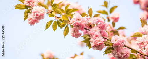 Beautiful cherry blossom sakura in spring time over blue sky. Copy space. Banner. Selective focus.