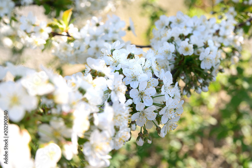 White cherry flowers on branches