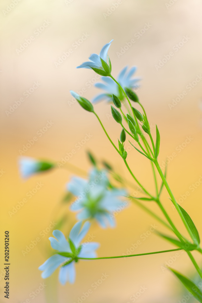 Gros plan sur les fleurs sauvages céramistes des champs Gros plan sur les fleurs sauvages céramistes des champs