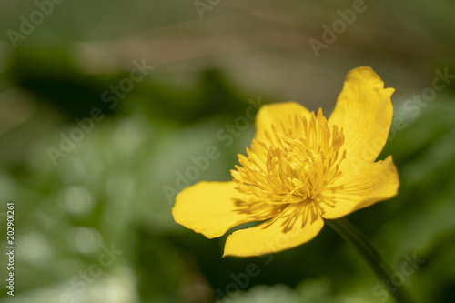 Sumpfdotterblume - Caltha palustris