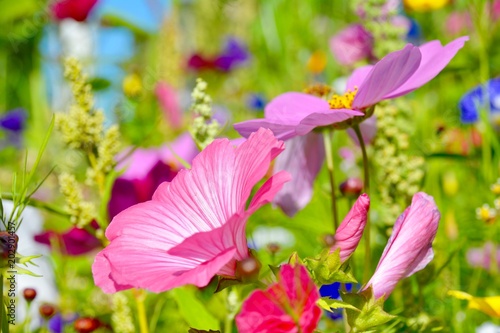 Grußkarte Sommer Blumen - B...