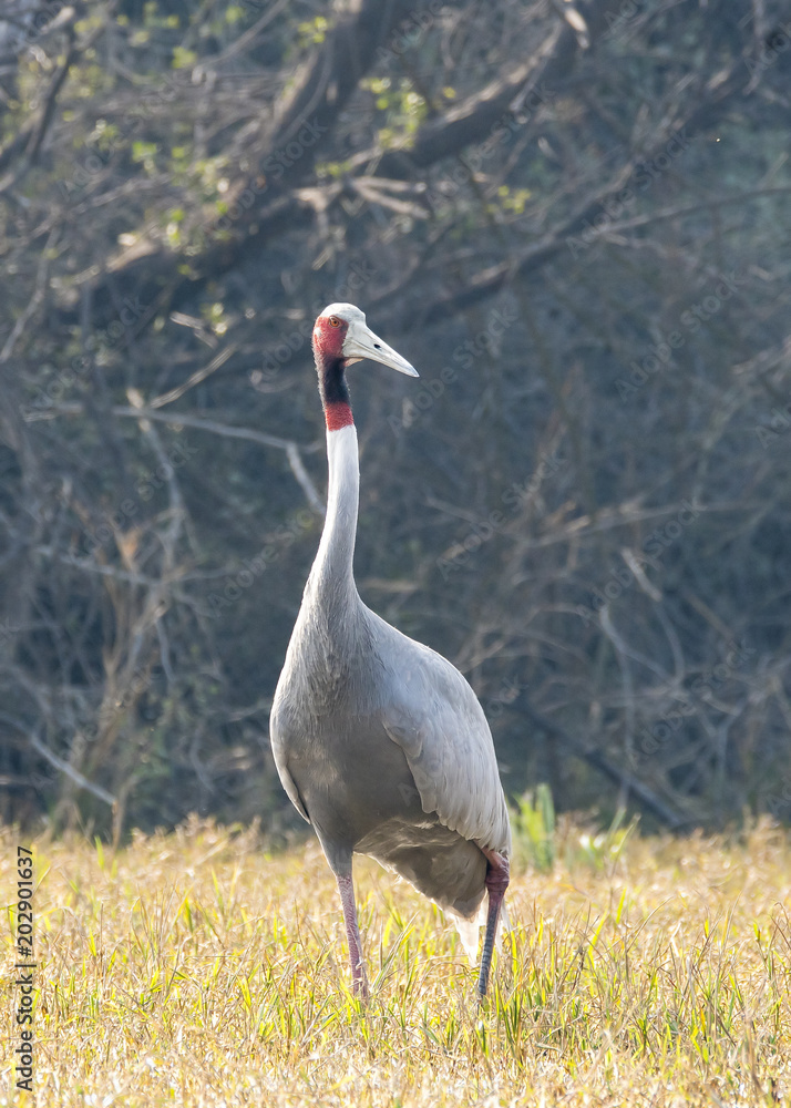 Sarus crane feeding in the waters of bharatpur bird sanctuary on a cold winter evening