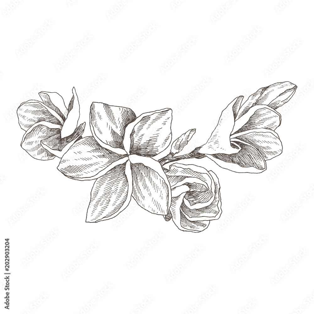 172062 Tropical Flower Sketch Images Stock Photos  Vectors  Shutterstock