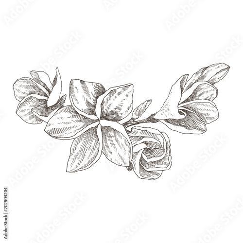Hand drawn sketch tropical flower Plumeria. Botanical illustration engraving style with watercolor spot. Highly detailed line art isolated objects