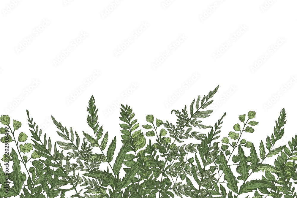 Ταπετσαρία Horizontal background with beautiful ferns, wild herbs or green herbaceous plants growing at bottom edge on white background