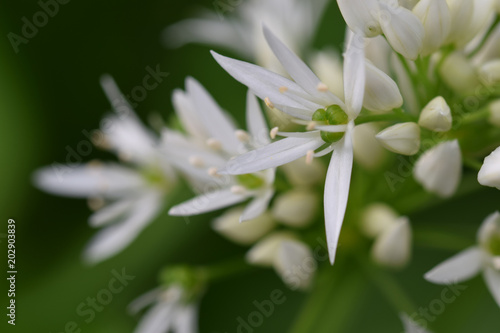 Wild Garlic Cornish woodland