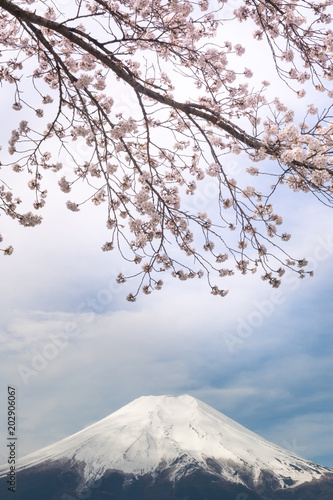 Fuji mt & Sakura