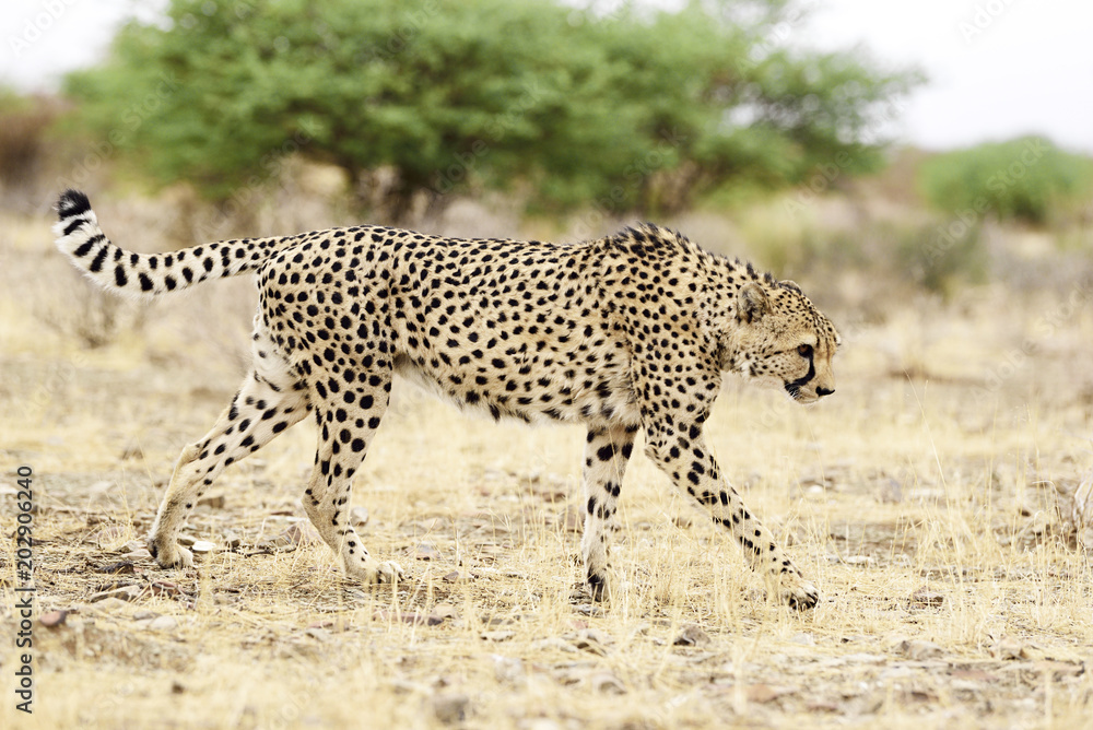 Obraz premium cheetah in namibia