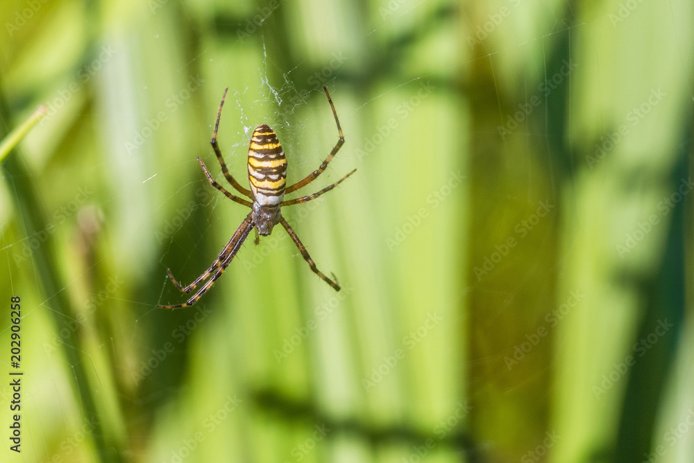 Argiope bruennichi spider in the web. Natural background with limited depth of field. Argiope bruennichi spider in the web. Natural background with limited depth of field.