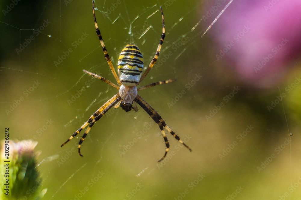Argiope bruennichi spider in the web. Selective focus. Argiope bruennichi spider in the web. Selective focus.
