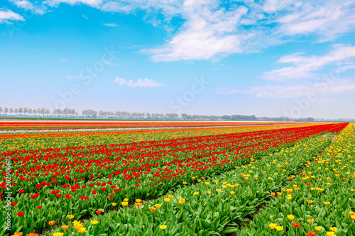 Farbenfrohe Tulpenfelder in Holland im Fr  hling
