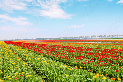Farbenfrohe Tulpenfelder in Holland im Fr  hling