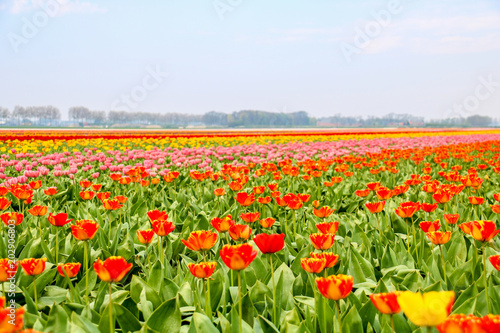 Farbenfrohe Tulpenfelder in Holland im Frühling © Christian Colista