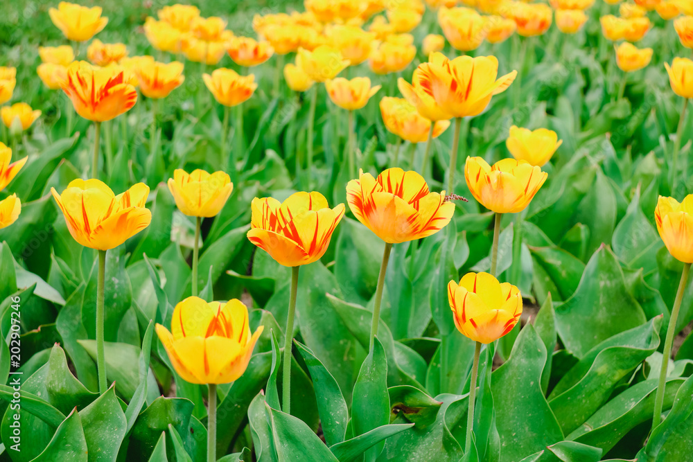 Farbenfrohe Tulpenfelder in Holland im Frühling Farbenfrohe Tulpenfelder in Holland im Frühling